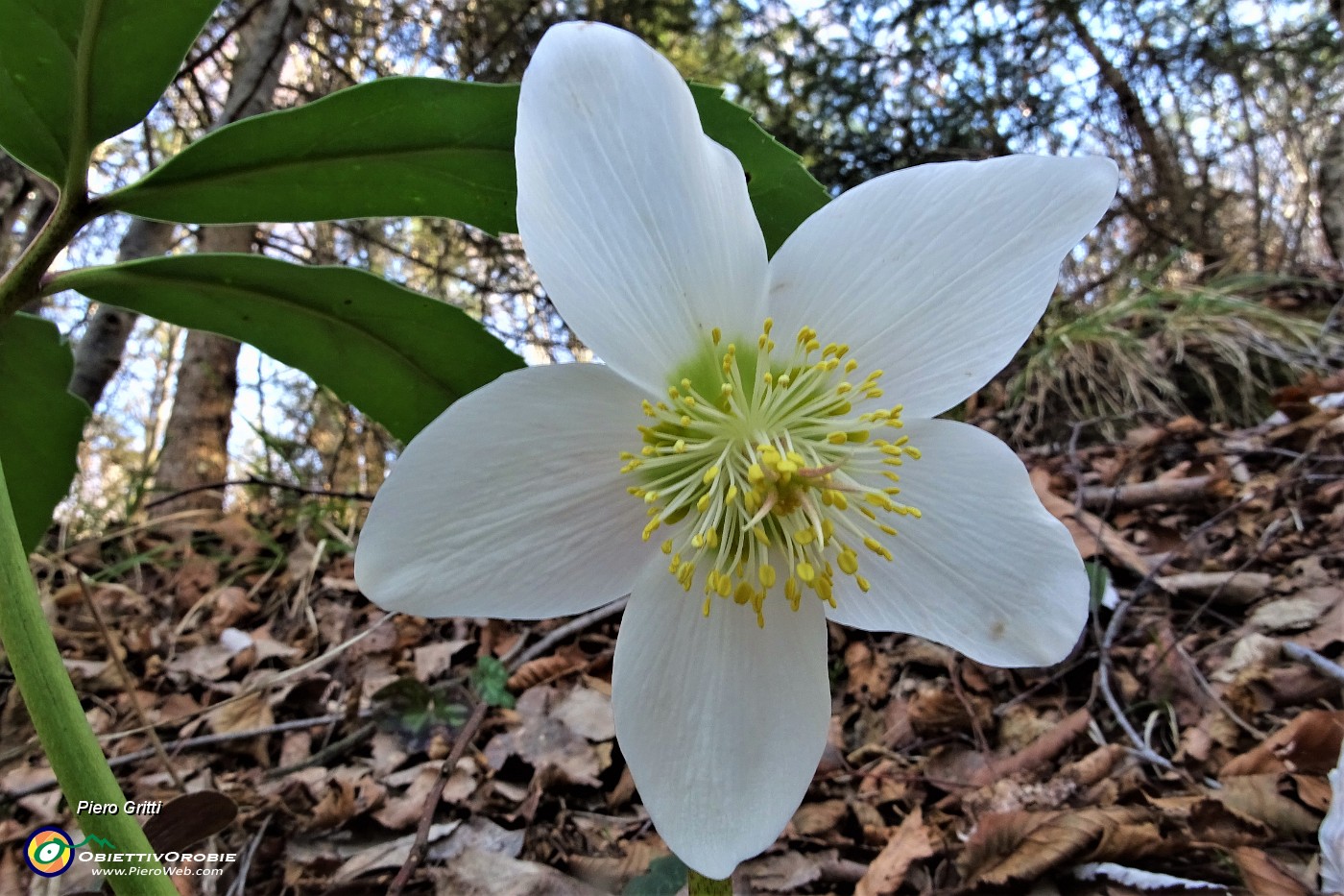 19 Ellebori in fiore.JPG